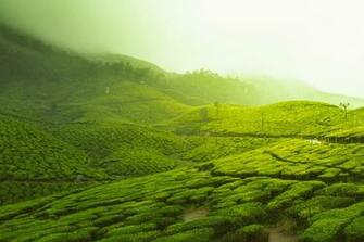 Munnar Tea Farms Wallpaper