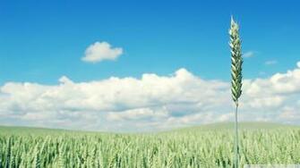 Green Wheat Crop Wallpaper