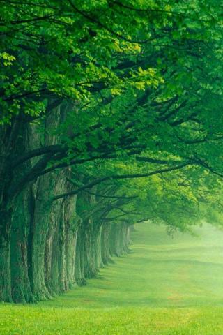 Nature Wallpaper For iPhone Pictures