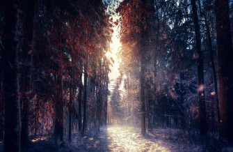 Forest In Winter 4k Ultra HD Wallpaper Net