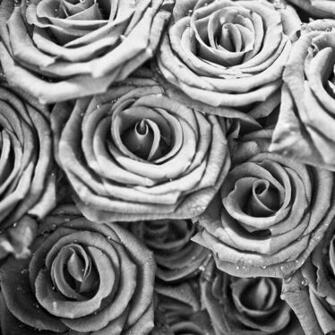 Black Amp White Roses iPad Wallpaper