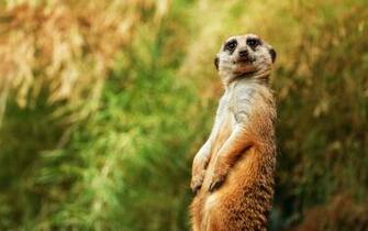 Wallpaper Meerkat Funny Sitting Ultra
