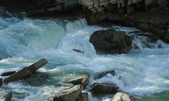 Salmon Fish River Waterfall F Wallpaper Background