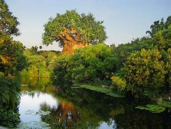 Tree Of Life Disneys Animal Kingdom Walt Disney World Html