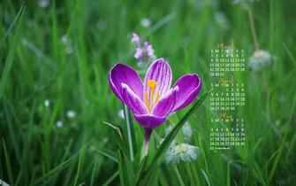 April Calendar Wallpaper Spring Crocus Photo Kate Net