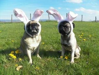 And I Couldn T Help But Throw The Pug Bunnies In There Too