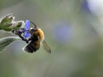 Dynamic Windows Themes Fuer Insects Theme Jpg