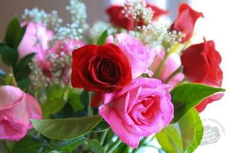 Fresh Roses Stock Photo Image Picture Valentine S Day Red