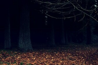 Dark Woods Wallpaper By Designerfied