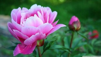 Pink Peony Wallpaper