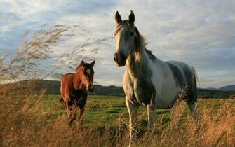 Beautiful Horse Wallpaper