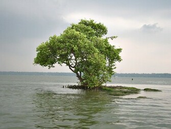 An Island Near Neendakara Chavara