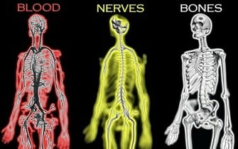 Humanbody Human Wallpaper Body Hey My