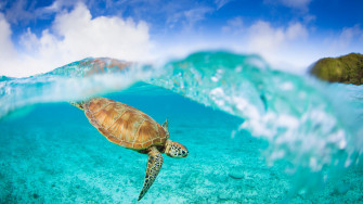 Cute Sea Turtle Wallpaper