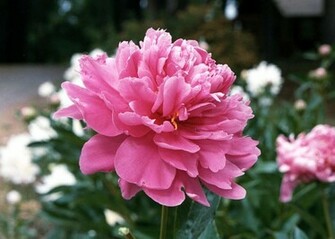 Peony Top Flowers Wallpaper
