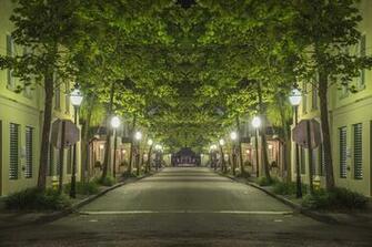 Image Usa Charleston Allee Street Night Lights Trees Cities