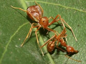 Crab Spider Wallpaper