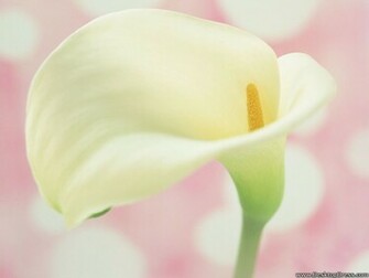 Desktop Wallpaper Flowers Background Closeup Calla Lily