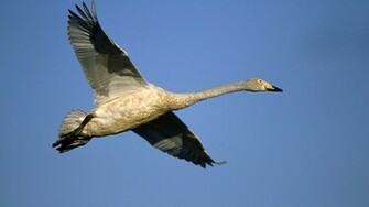 Birds Geese Wallpaper
