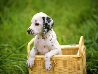 Cute White Dog Wallpaper