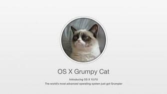 Cat Meme Quote Funny Humor Grumpy Computer Wallpaper Background