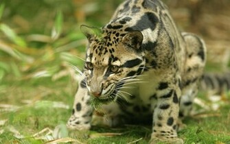 Ocelot Wallpaper