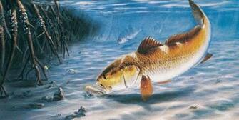 Fish Computer Wallpaper Desktop Background Id
