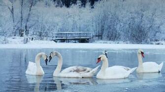 Winter Swan
