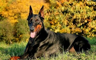 The Doberman Pinscher HD Wallpaper