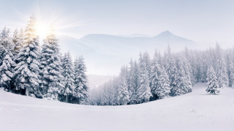 Wallpaper Forest Snow Winter 5k Nature