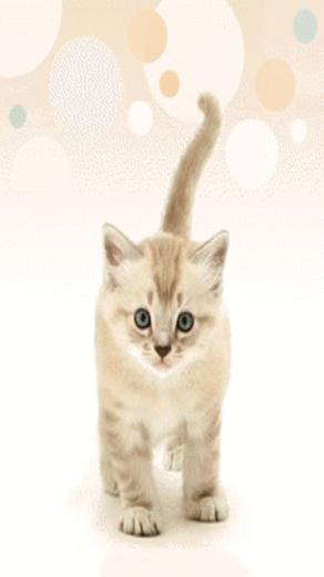 Animated Cat Tail Cool Wallpaper Mobile Version