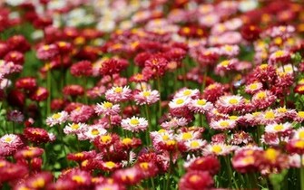 Wallpaper Photo Spring