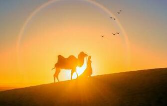 Wallpaper Girl The Sun Sunset Desert Evening Camel