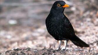 Blackbird Wallpaper