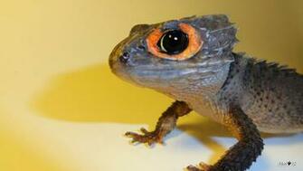 Hydra The Crocodile Skink By Webstermenagerie