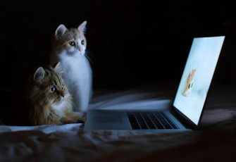 Cat Laptop Wallpaper HD