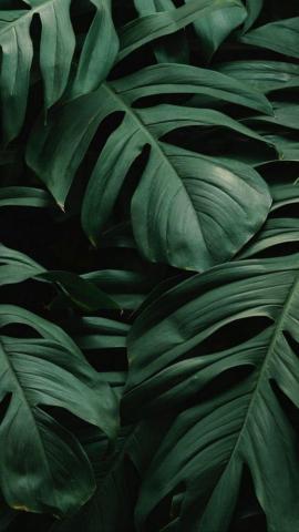 Decoration Hometour iPhone Wallpaper Plants Plant