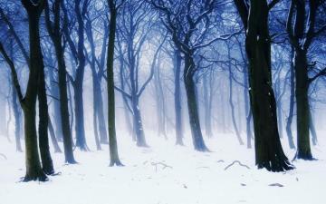 Nature Landscapes Trees Forest Winter Snow Seasons White