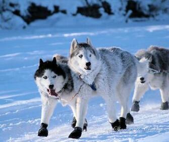 Snow Animals Wallpaper