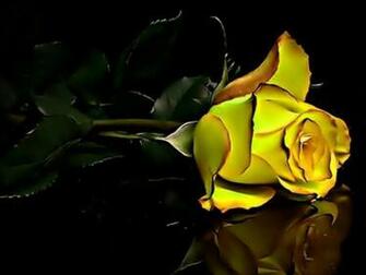 Yellow Rose Wallpaper Desktop Collection Laptop