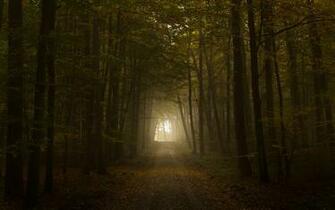 Dark Forest Road Wallpaper Id