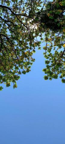 Tree Branches Sky Wallpaper iPhone Pro Max