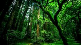 Natural Green Forest Wallpaper HD
