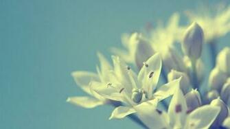 More Soft Flowers High Quality Flower Wallpaper