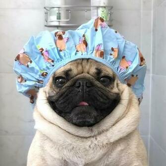Doug The Pug No Instagram Save Water Shower With A
