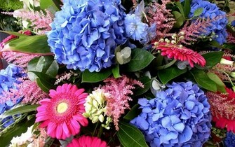 Hydrangeas Wallpaper