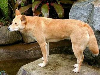 Wallpaper Dingo Photos And Walls