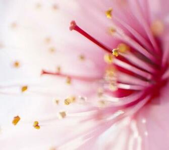 Pink Wallpaper For iPhone Dawallpaperz