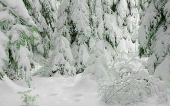 All White Winter Wallpaper