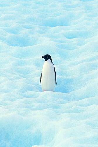Wallpaper Small Penguin North Snow iPhone 4s